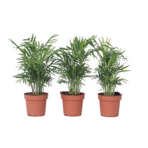 Mini Palme Decorative Da 6 Cm - Confezione Da 3 Pezzi, Per Fai Da Te E Decorazioni