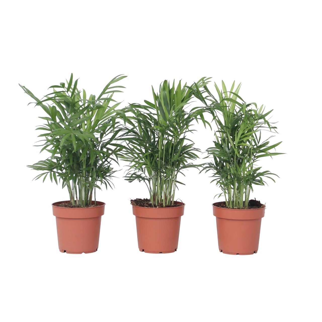 Chamaedorea Elegans Palma - Pianta Alta Di Alta Qualità Da Interni Decorativa Per La Casa - 8