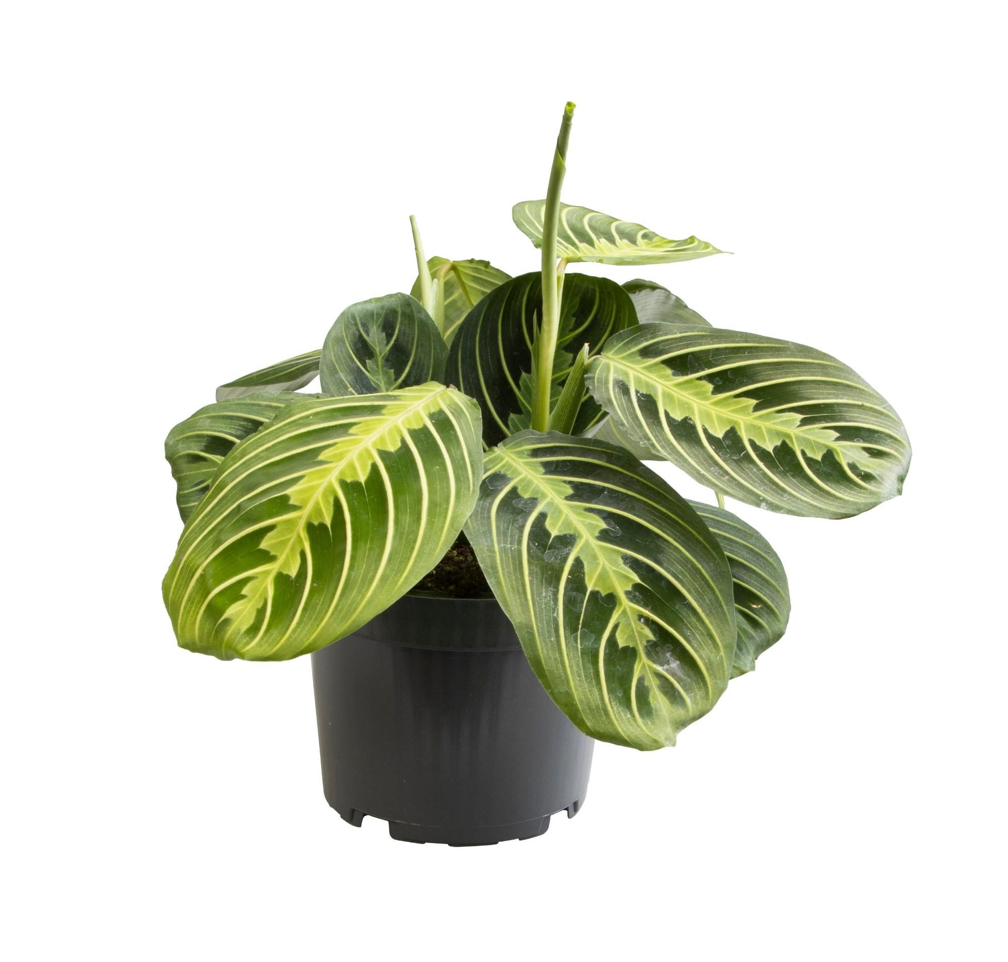 Maranta Lemon Lime - Roślina doniczkowa o dekoracyjnych liściach - Ø12cm - 30cm
