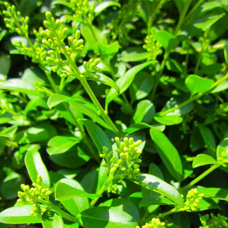Troène commun (Ligustrum vulgare) - Godet - Taille 13/25cm - Pépinières Naudet - 2