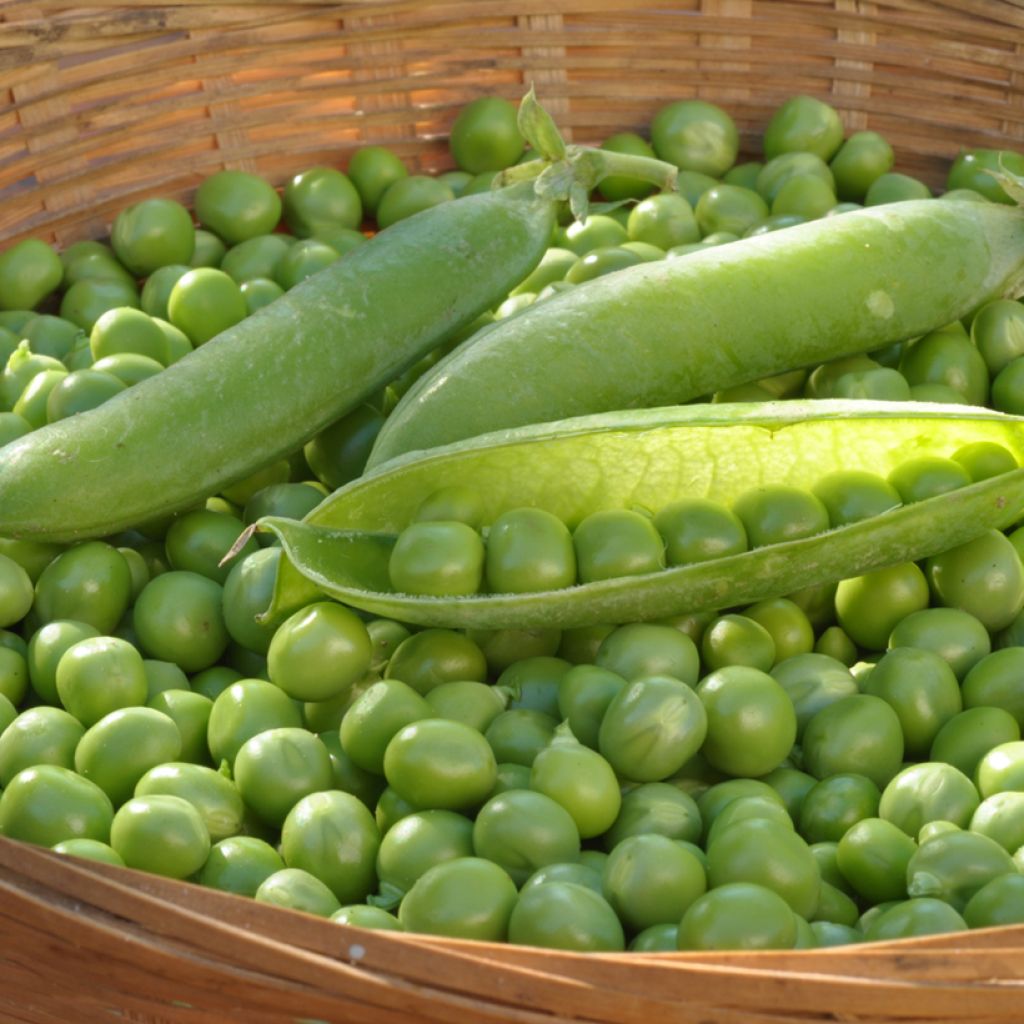 Pois nain 'Petit Provencal' le sachet de 250350 graines environ (100g — free download