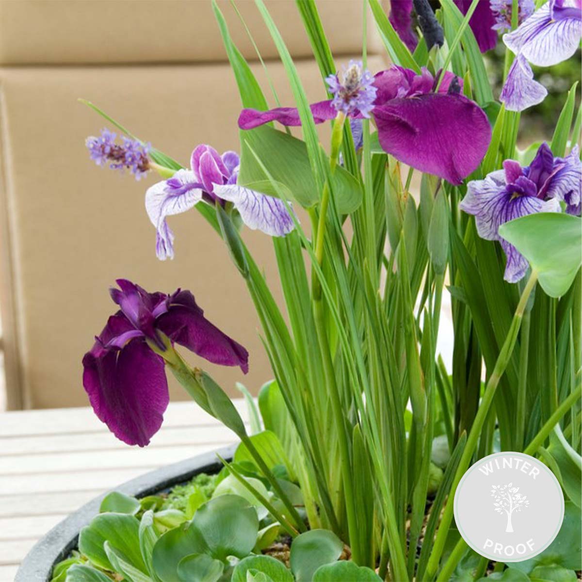 Iris Kaempferi - Iris du Japon - Violet - Plantes de bassin - H. 20-30 cm - P. 9 cm - 2