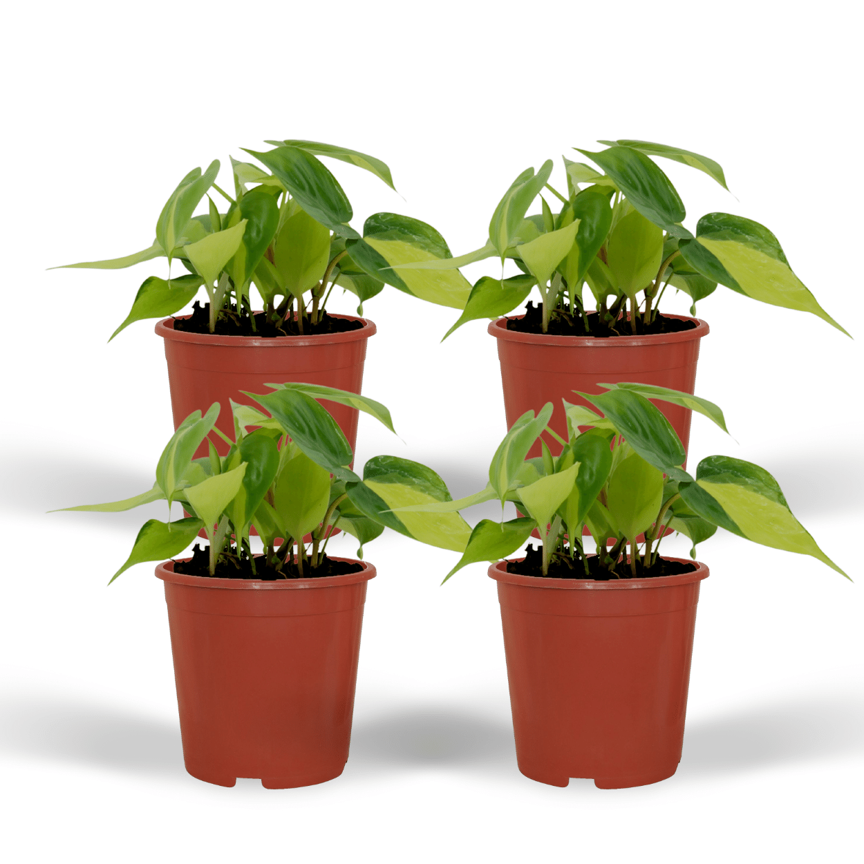 4x Philodendron Scandens Brasil - Roślina pnąca 12 cm - Liście zmiennobarwne