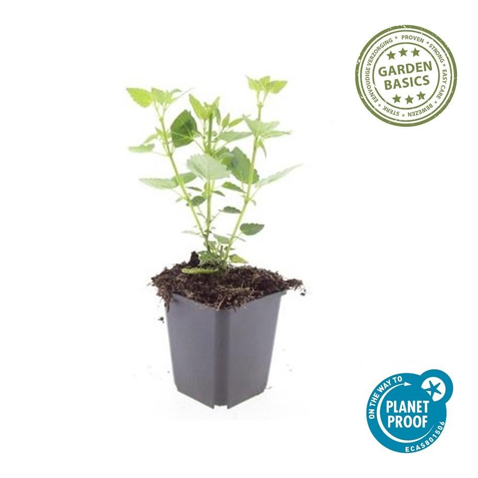 24x Plante Agastache 'Blue Fortune' - ↕10-25cm (hauteur) - Ø9cm (diamètre)– ComfortXL Green - 2
