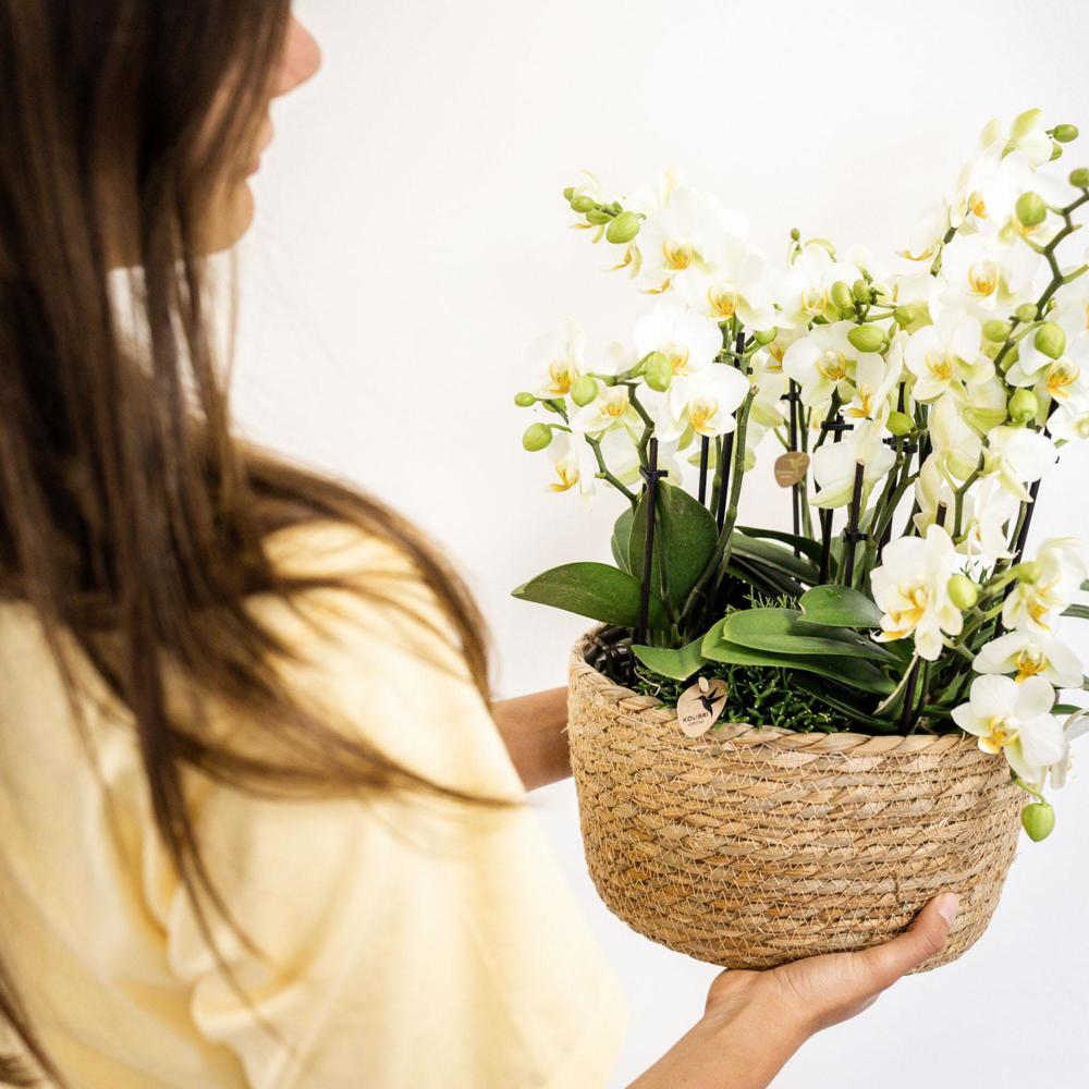 Orchidées Colibri plante blanche dans un panier en roseau avec réservoir d'eau trois orchidées blanches Lausanne 9cm - 3