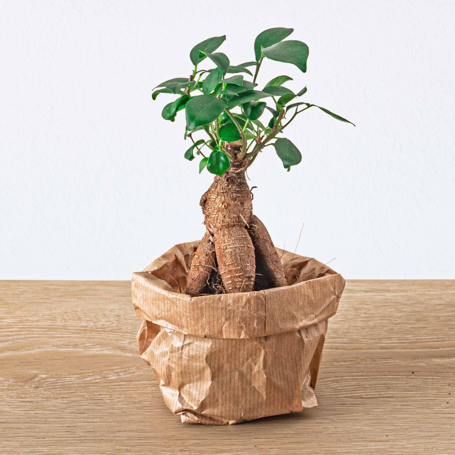 Kit de démarrage et recharge terrarium – Ficus Ginseng Bonsai - 6