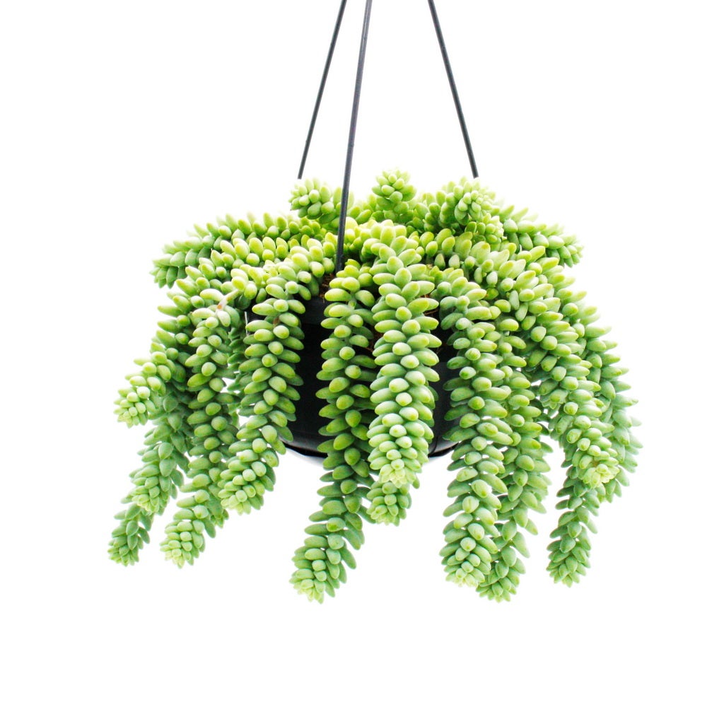 Sedum morganianum 'Burrito' - Balançoire de singe - 14cm pot à suspension - Succulente suspendue - 3