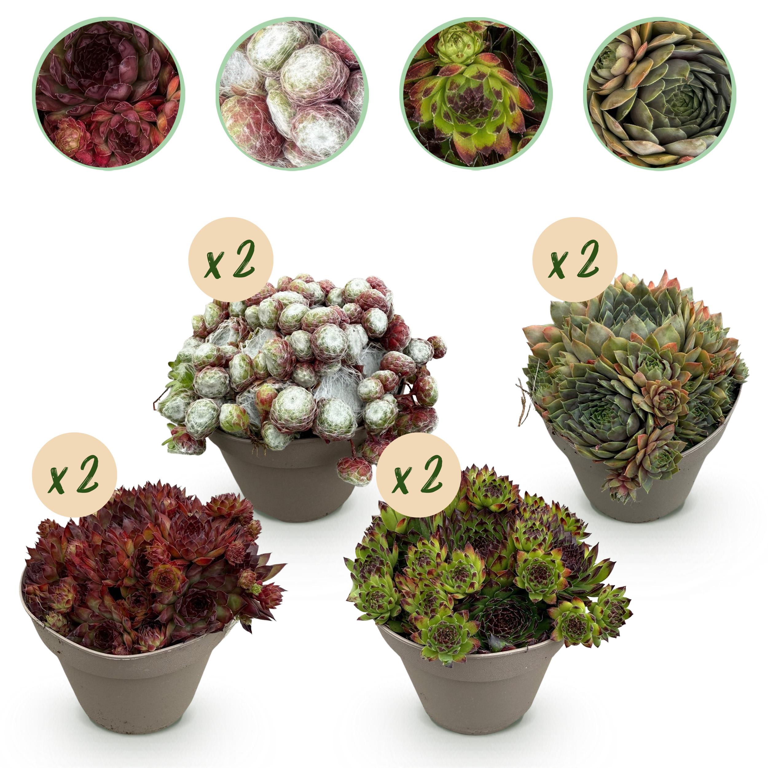 Rośliny Okrywowe Sempervivum Big Sam – 8 roślin – Kolory różnorodne – Niska pielęgnacja – Doniczka 14 cm