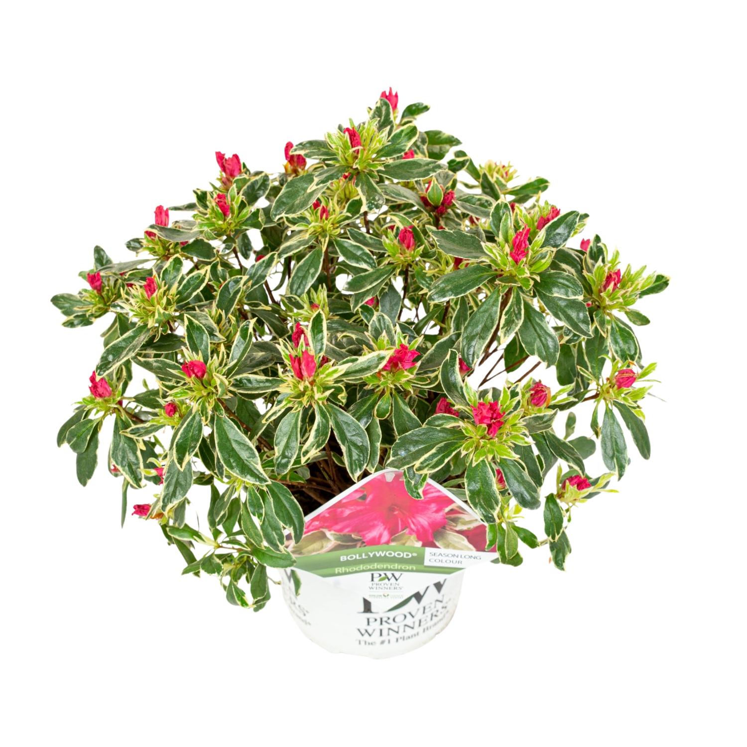 Rhododendron 'Bollywood' - Azalia wieczniezielona o jaskrawych kwiatach - Wys. 45cm - Doniczka Ø19cm