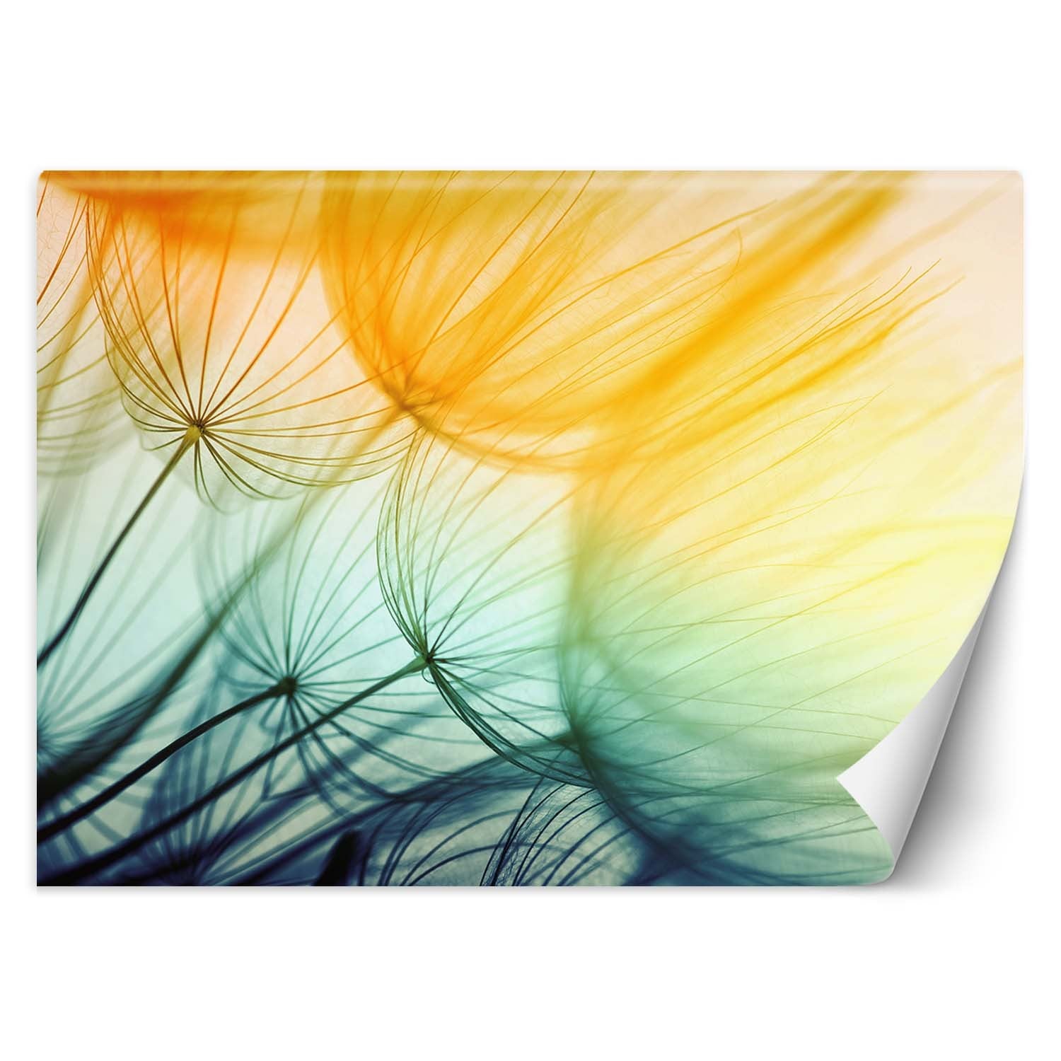 Fototapeta, Kolorowe dmuchawce 250x175