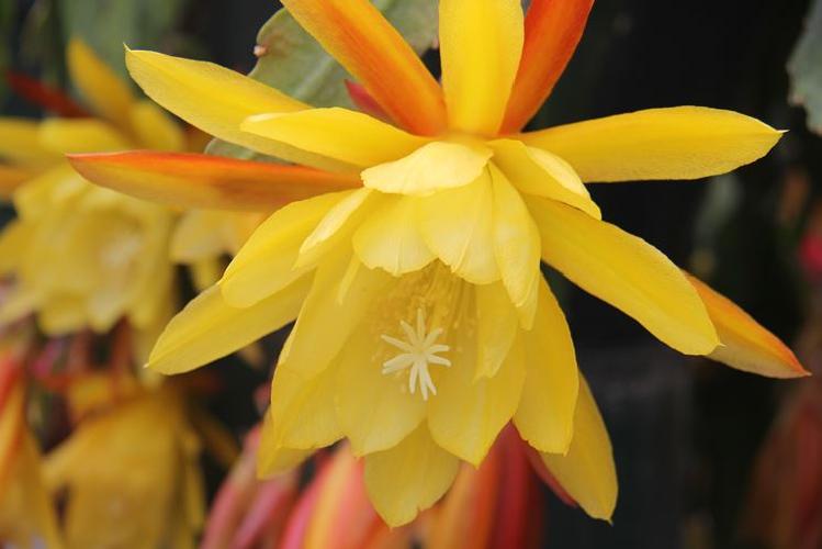 5 Graines De Fleurs Epiphyllum Disocactus - Cactus Fleur Facile à Cultiver - Semences Naturelles Pour Pot Ou Jardin