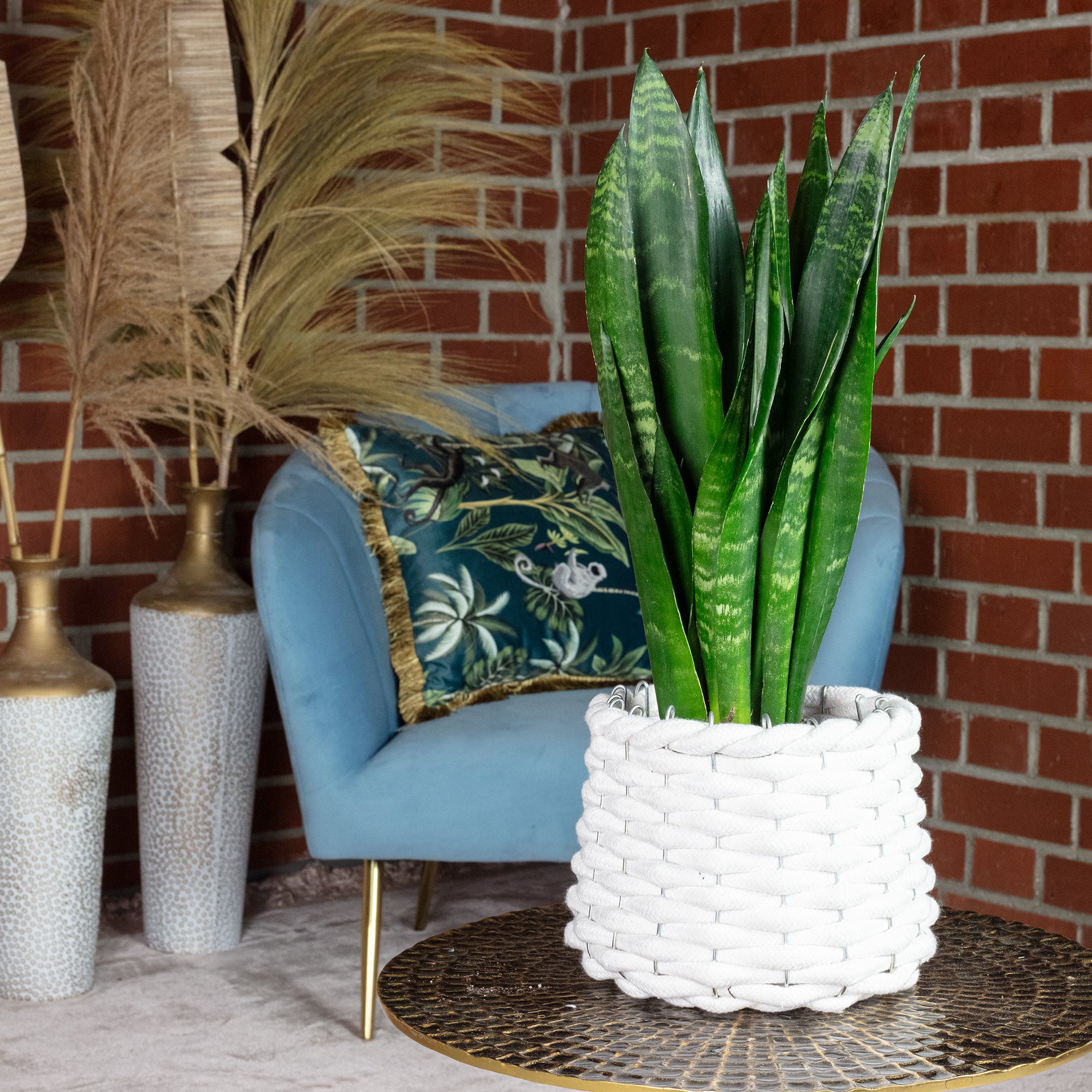 Lingua di suocera - pianta da interno facile da curare, Sansevieria  trifasciata 'Black Coral' - altezza ca. 35 cm, diametro del vaso 12 cm |  Leroy Merlin