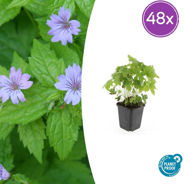 48x Geranium nodosum | Vaso Ø9 cm | Altezza 10-25 cm – MOSELOTA Verde