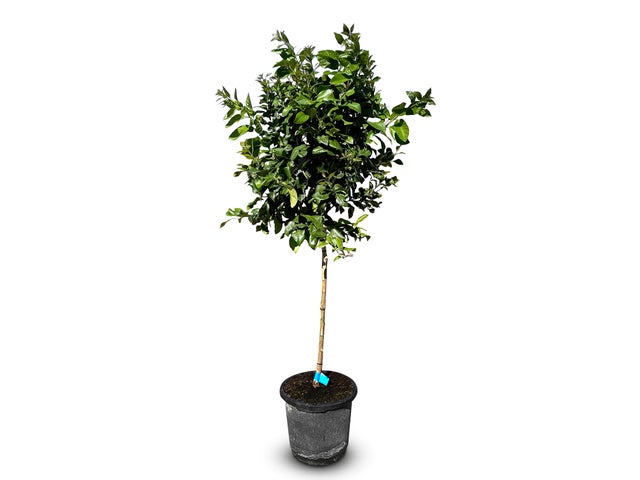 Sunny Tree – Citronnier – Citrus limon – Hauteur 150 cm – Arbre fruitier – Agrume – Qualité A+