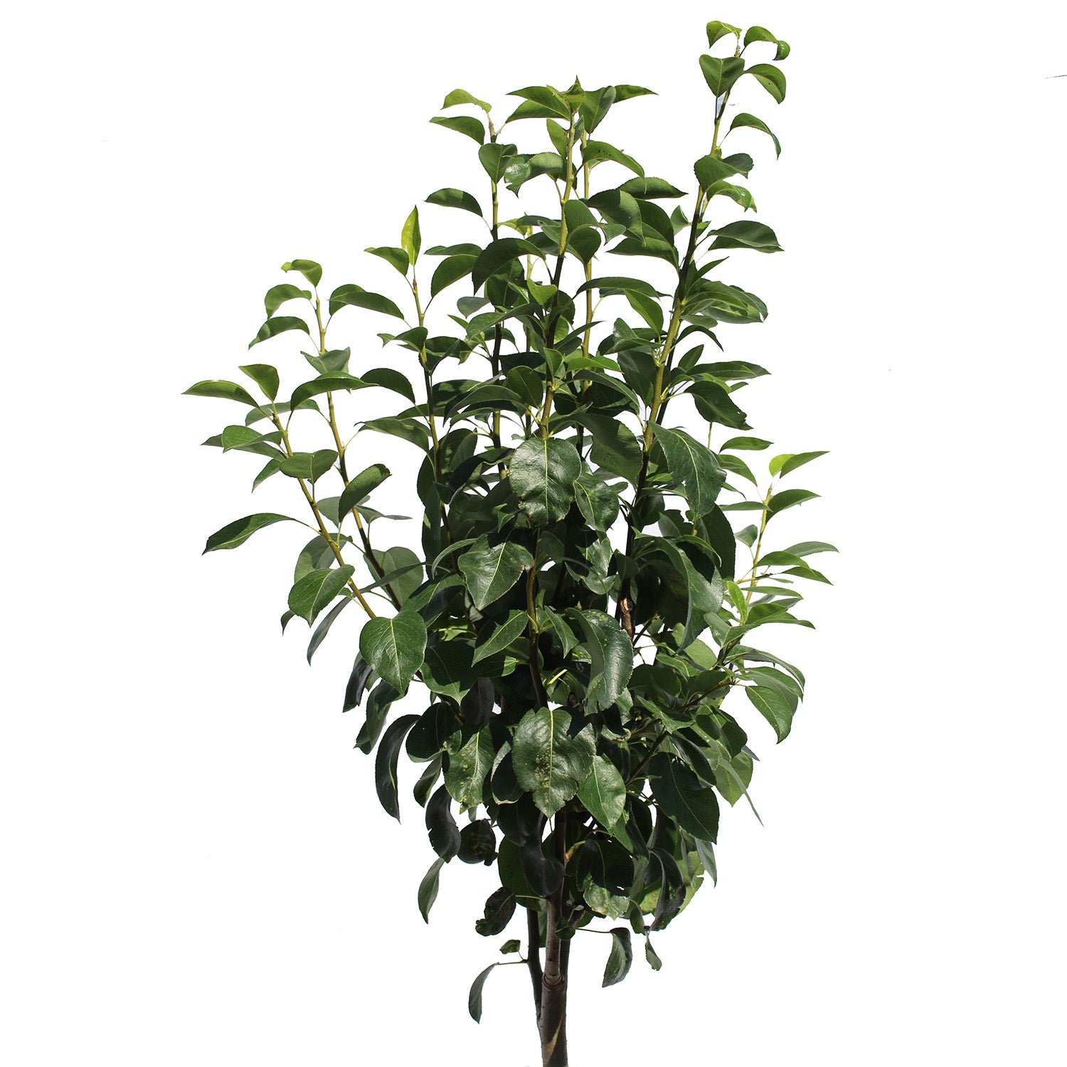 KENTIS - Abate Fetel Poirier - Pyrus Communis - Véritables Plantes Extérieures - Arbre à Fruits - Pot Ø 28 cm - 2