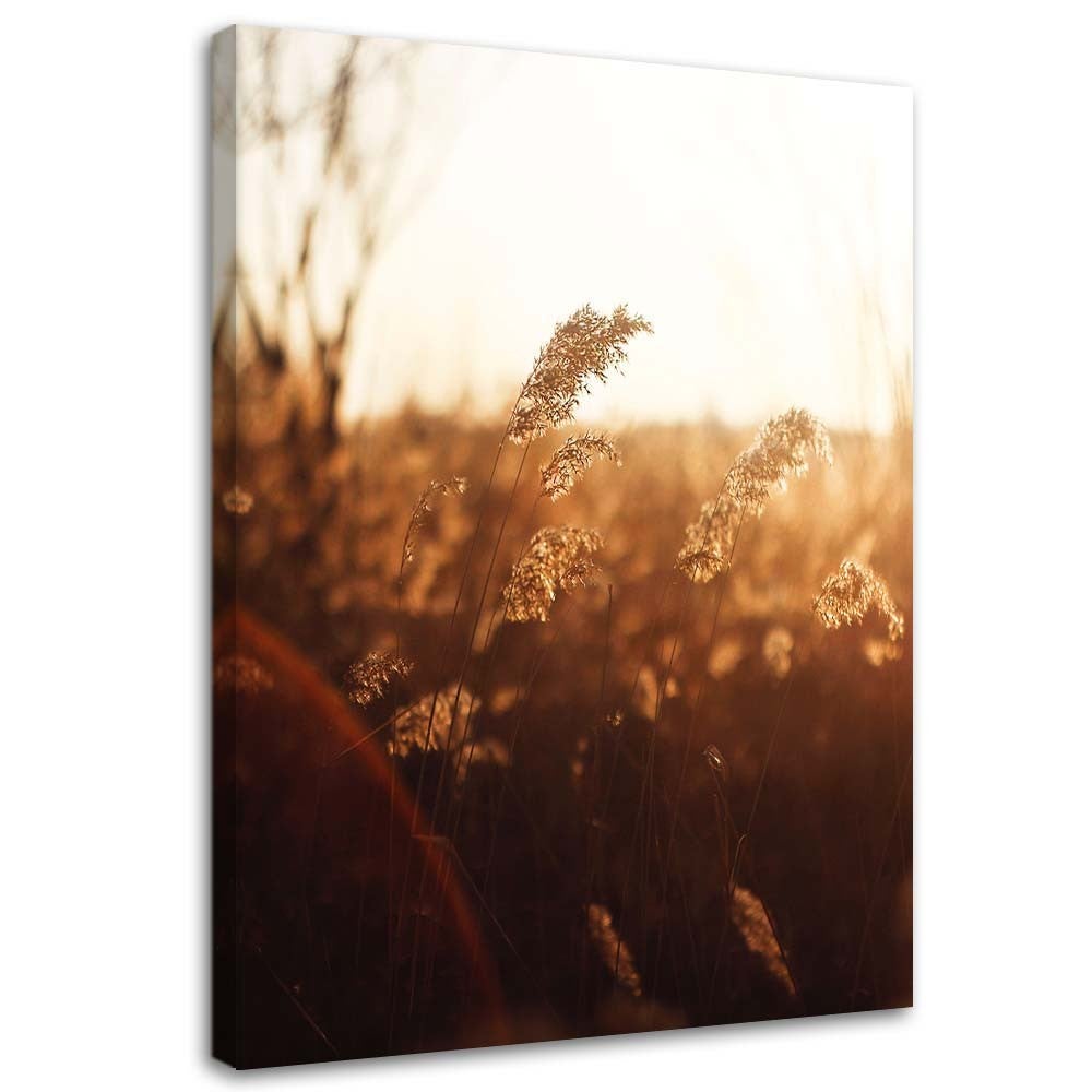 Obraz, Łąka w słońcu 70x100