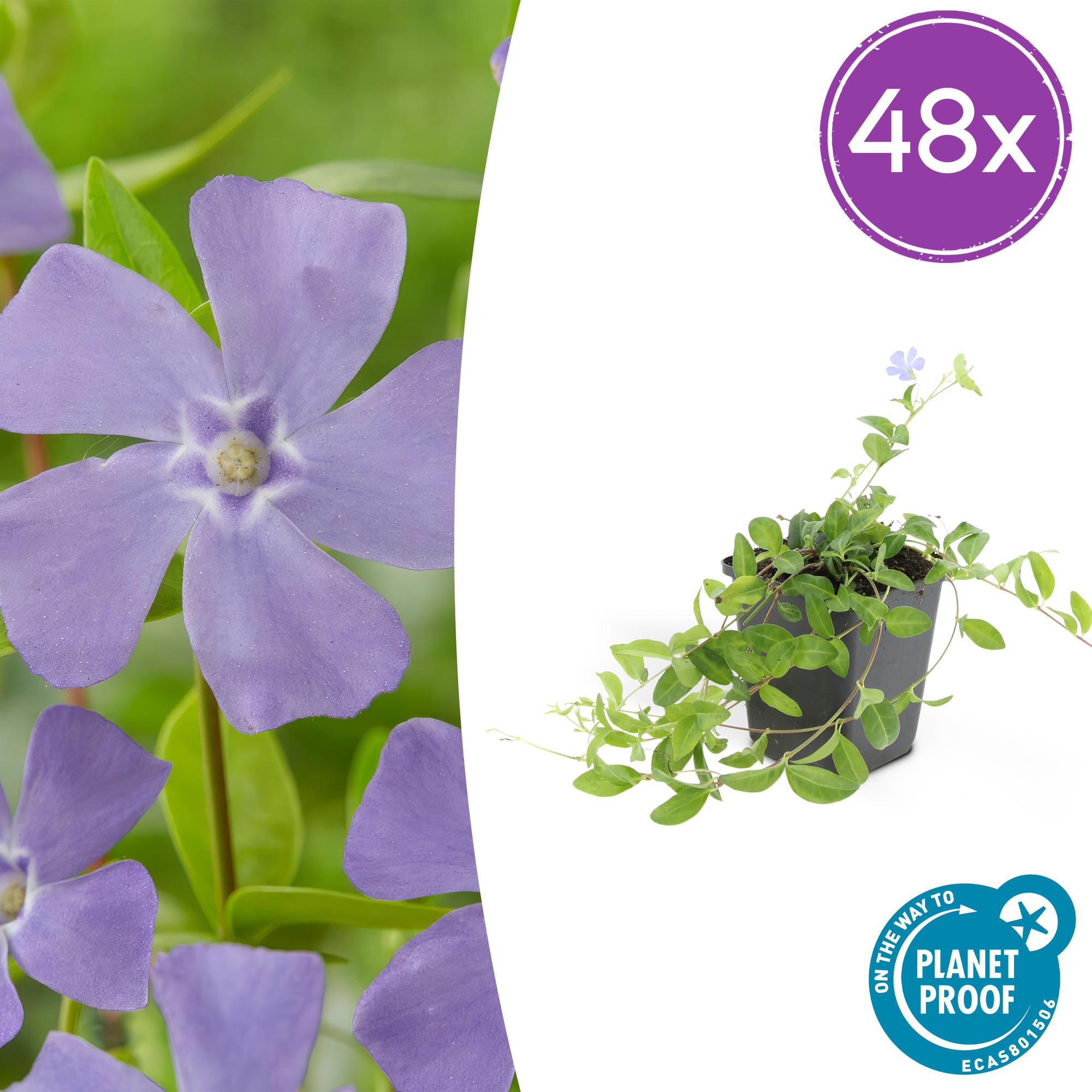 48x Pervenche Vinca minor | Pot Ø9 cm | Hauteur 10-25 cm– MOSELOTA ...