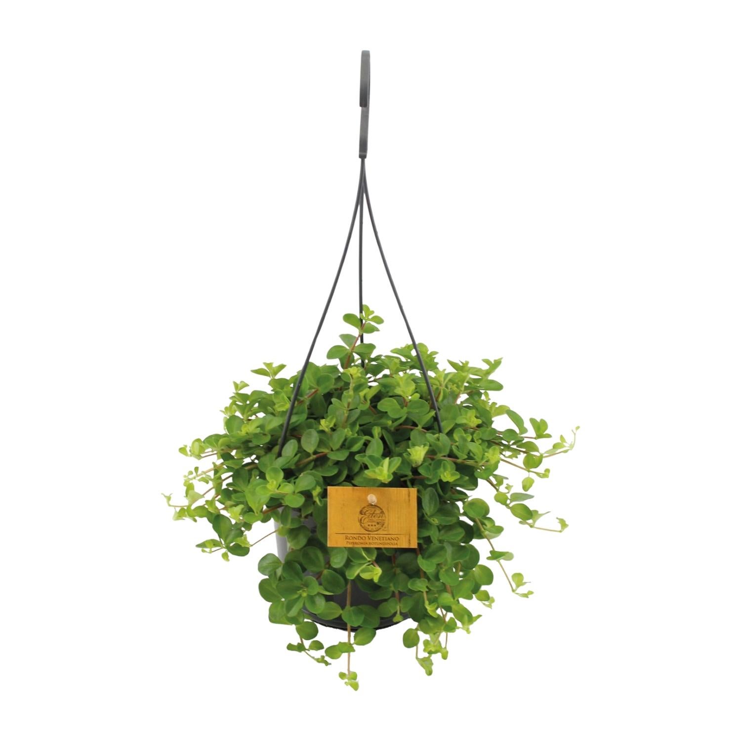 Peperomia Rotundifolia - Roślina doniczkowa zielona - Liście błyszczące - Doniczka Ø15cm - Wysokość 25cm