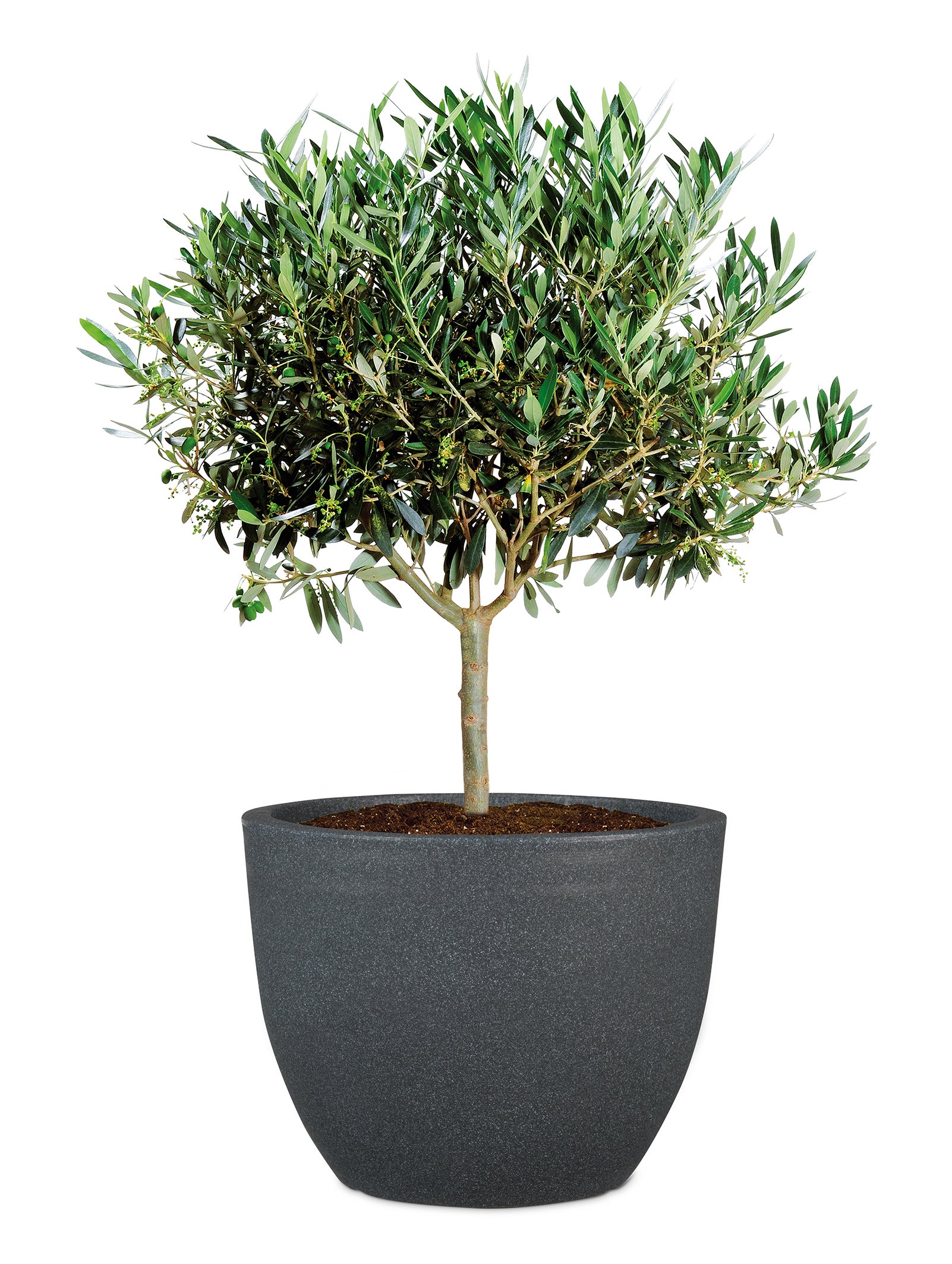 Scheurich Firenze 40, bac à plantes/pot à fleurs/jardinière, cylindrique, coloris: Granit noir, fabriqué avec du plastique recyclé, pour l’extérieur - 4