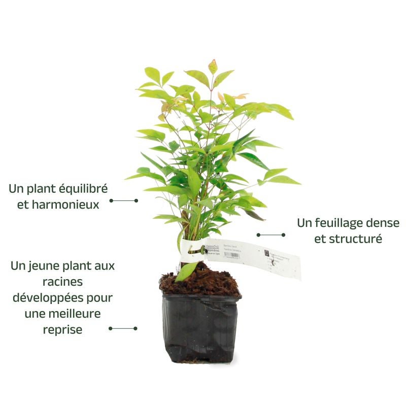 Bambou sacré (Nandina domestica) - Godet - Taille 10/15cm - Pépinières Naudet - 3