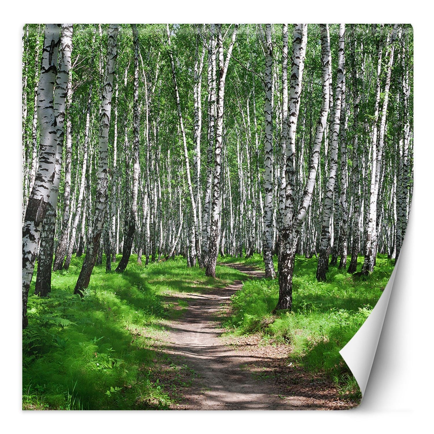 Fototapeta, Las brzozowy i leśna ścieżka 250x250