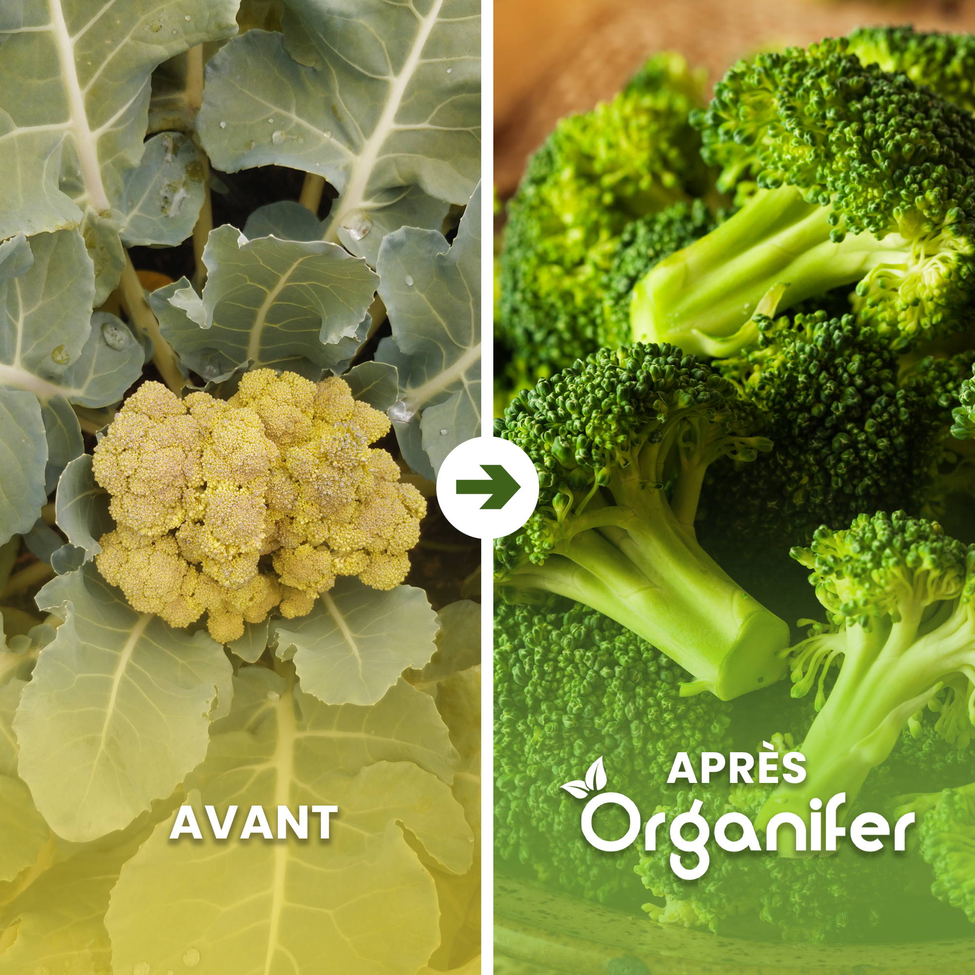 Pack De Semences De Légumes - 25 Variétés Culinaires - Organifer - 2