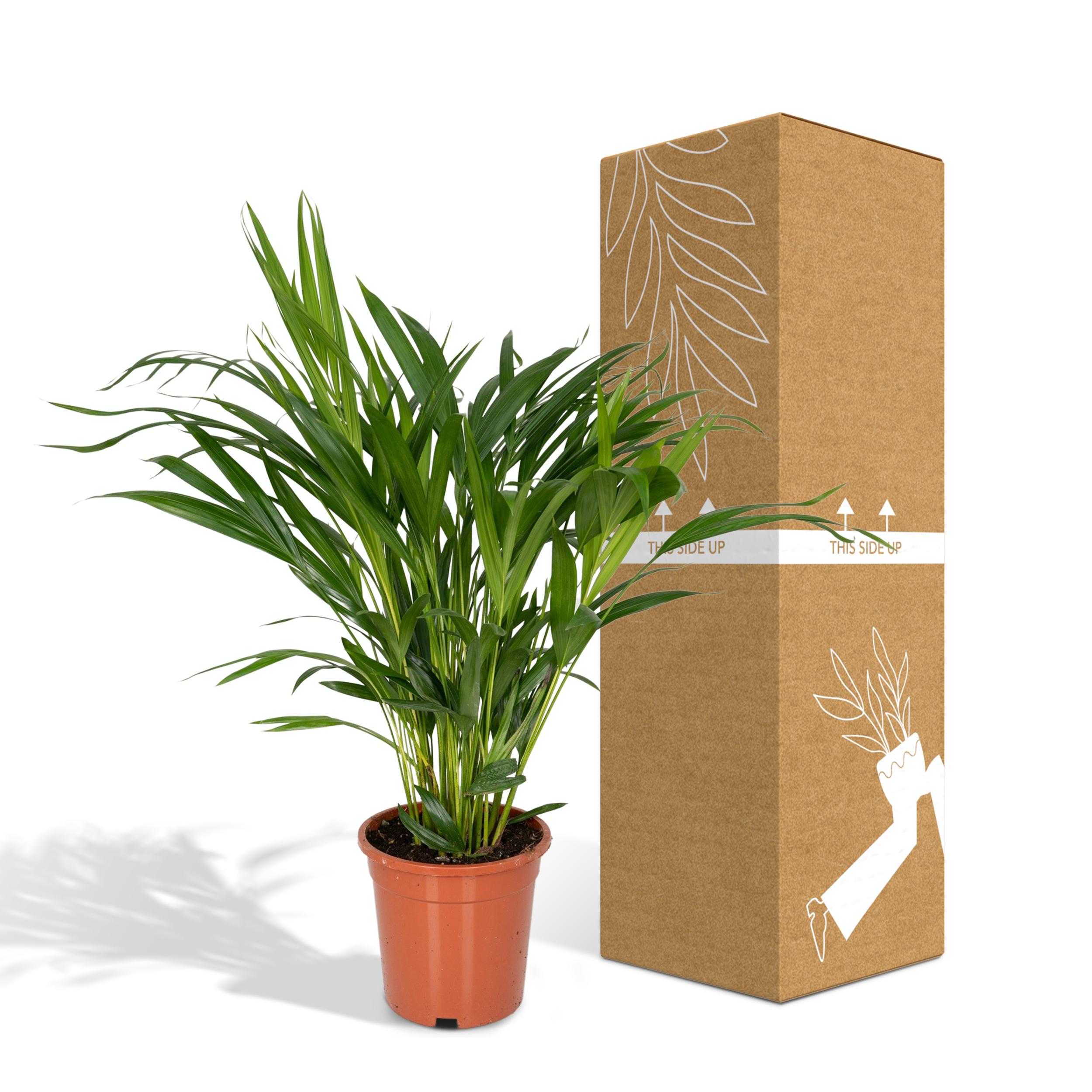 Dypsis Lutescens - Palmier Areca 17 cm - Hauteur 60 cm - 5