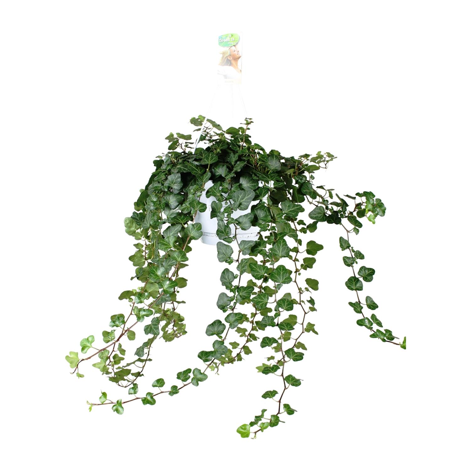 Hedera Helix Wonder Green - Roślina pnąca do wnętrz - Doniczka Ø17 cm - Wysokość 70 cm