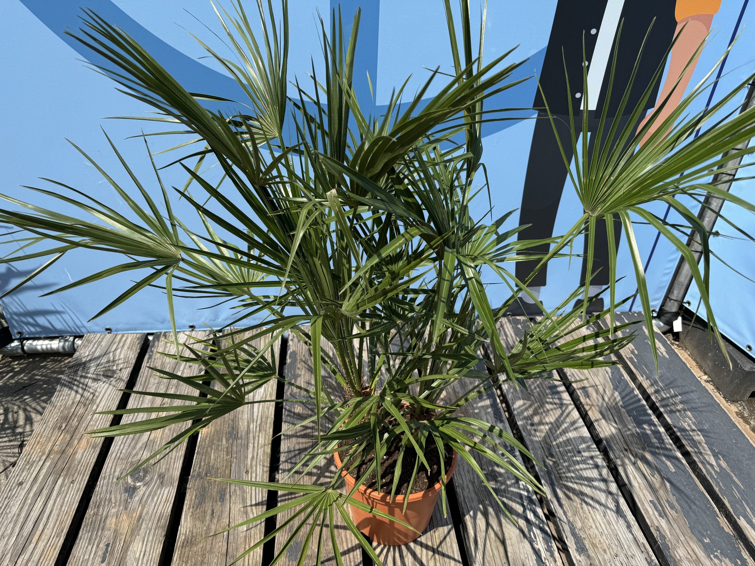 Chamaerops Humilis - Palmier européen nain - Palmier à feuilles persistantes résistant au froid - hauteur 100-120 cm pot inclus - 4