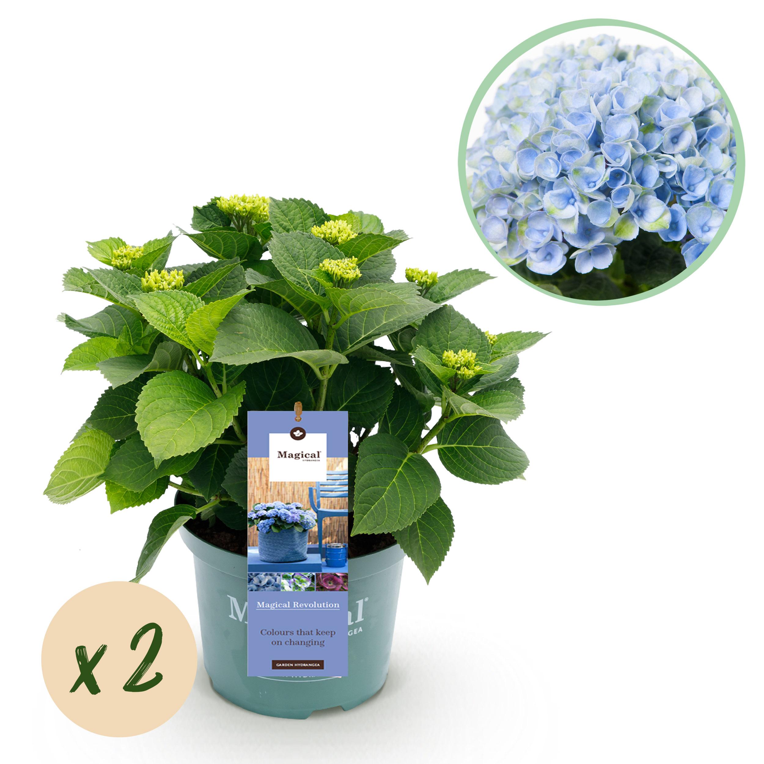 Green boutiQ Hortensja Hydrangea Magical Revolution Blue – 2 rośliny – Doniczka 23 cm – 55 cm