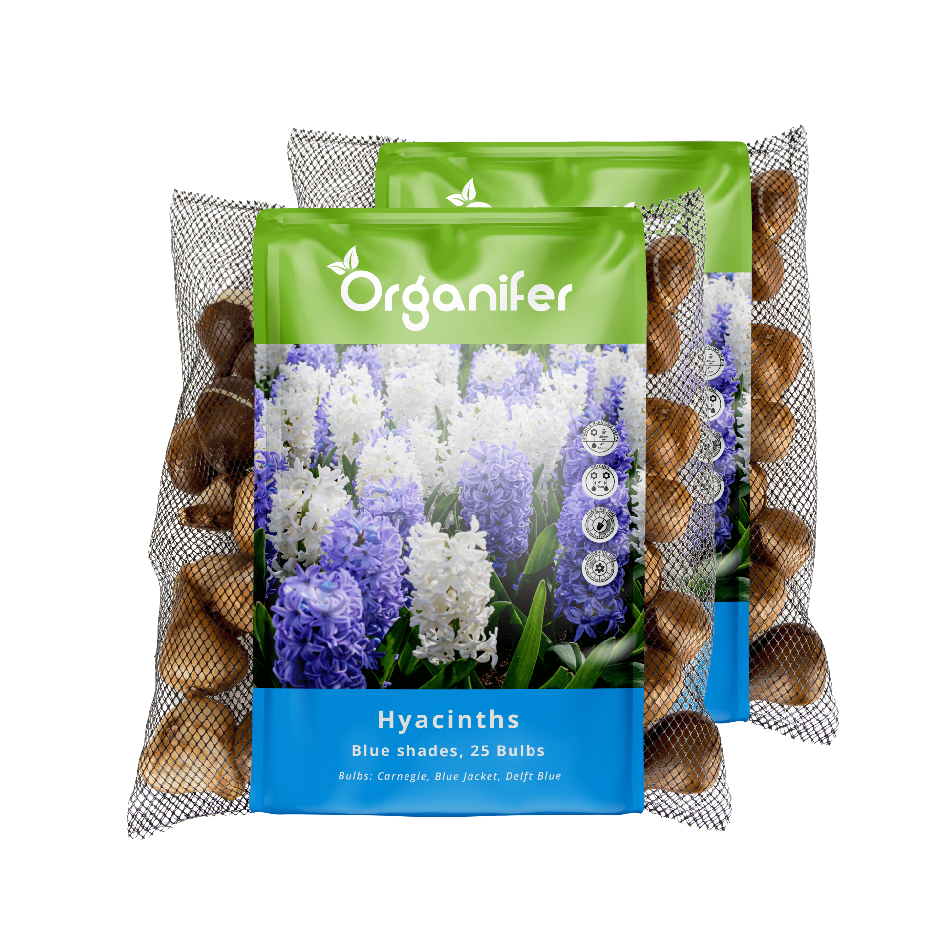 50 Bulbes De Jacinthes Mélange Coloré - Taille XXL 16/17 Cm, Parfumées, Floraison Printemps, Pour Jardins, Pots, Bordures - 6