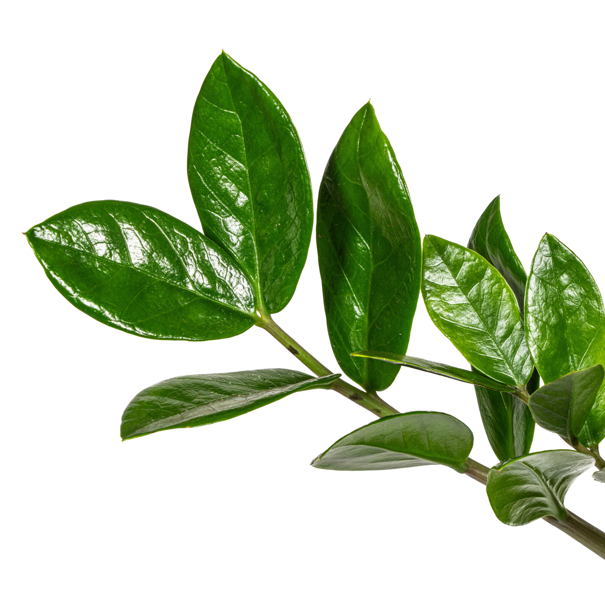 Zamioculcas Zamiifolia plante verte Ø17 cm hauteur 40-50 cm– MOSELOTA Green - 3