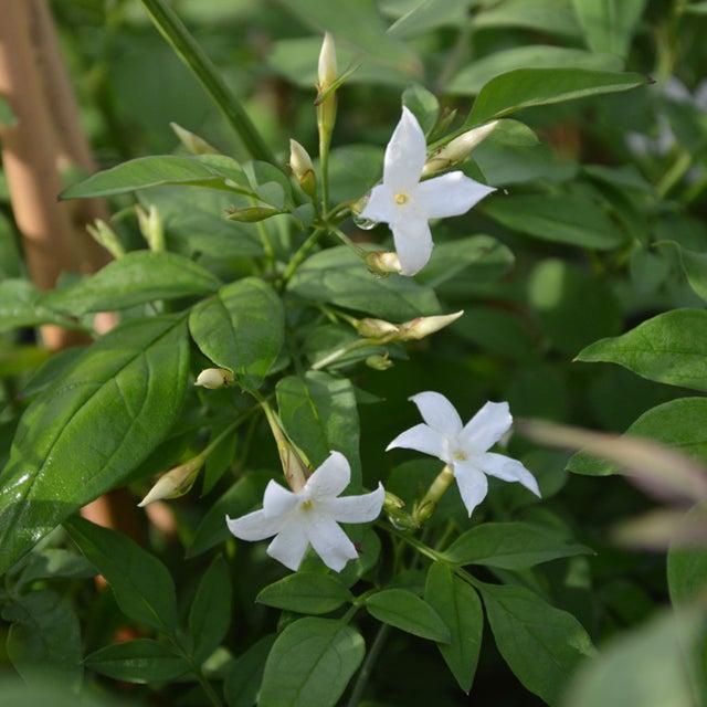 Jasmin blanc officinal jasminum officinalis 1,5L - 40/60cm