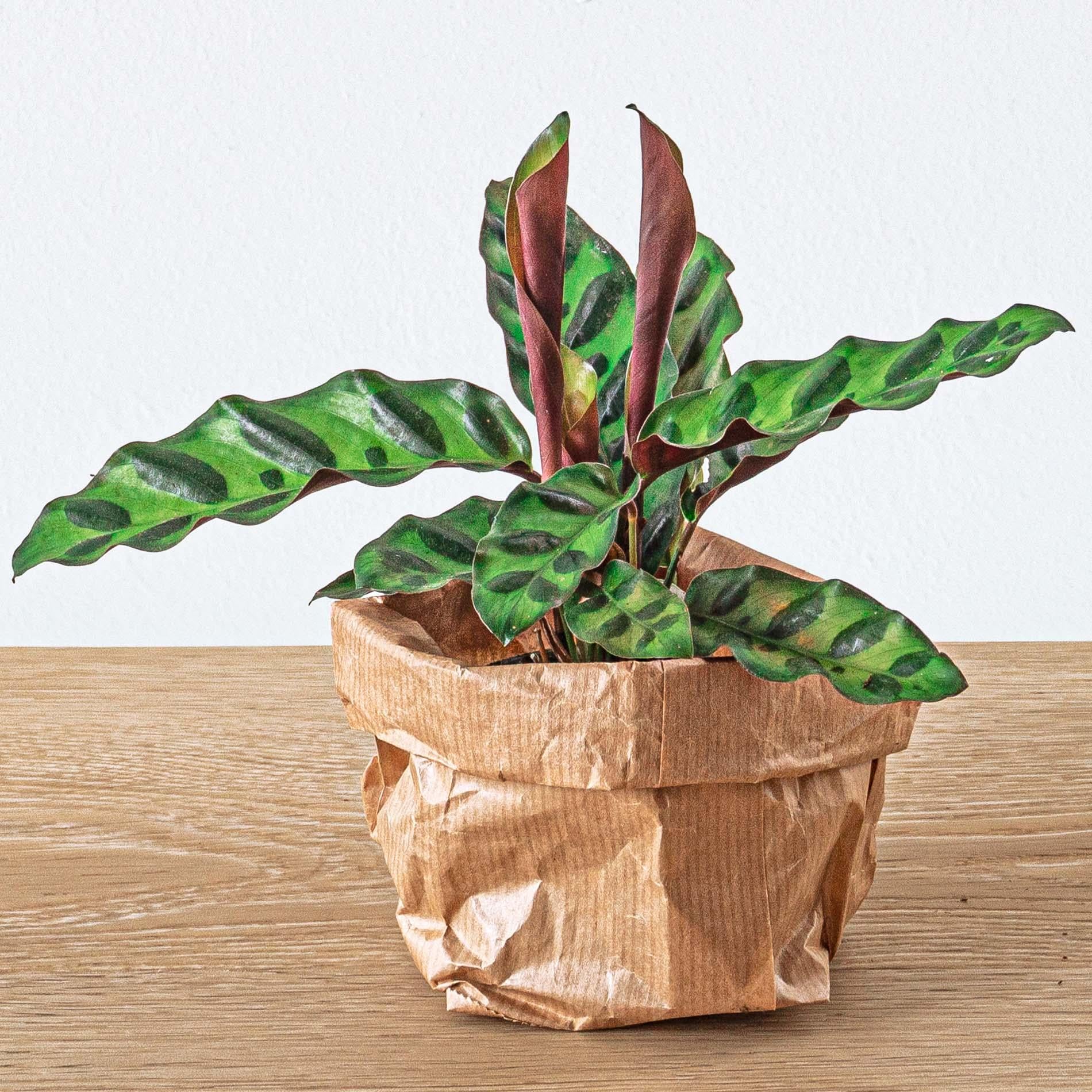 wie schnell wachsen drachenbäume Tipps zur Pflege deiner Pflanze : Dracaena Marginata – PflanzenFuerAlle main image 1