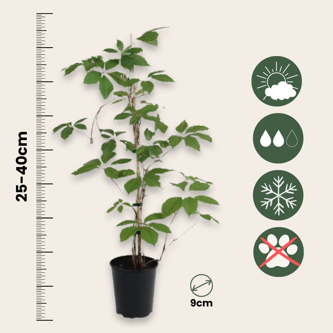 Vigne vierge - Set de 3 - Parthenocissus quinquefolia - Hauteur 25-40cm - ⌀9cm - 2