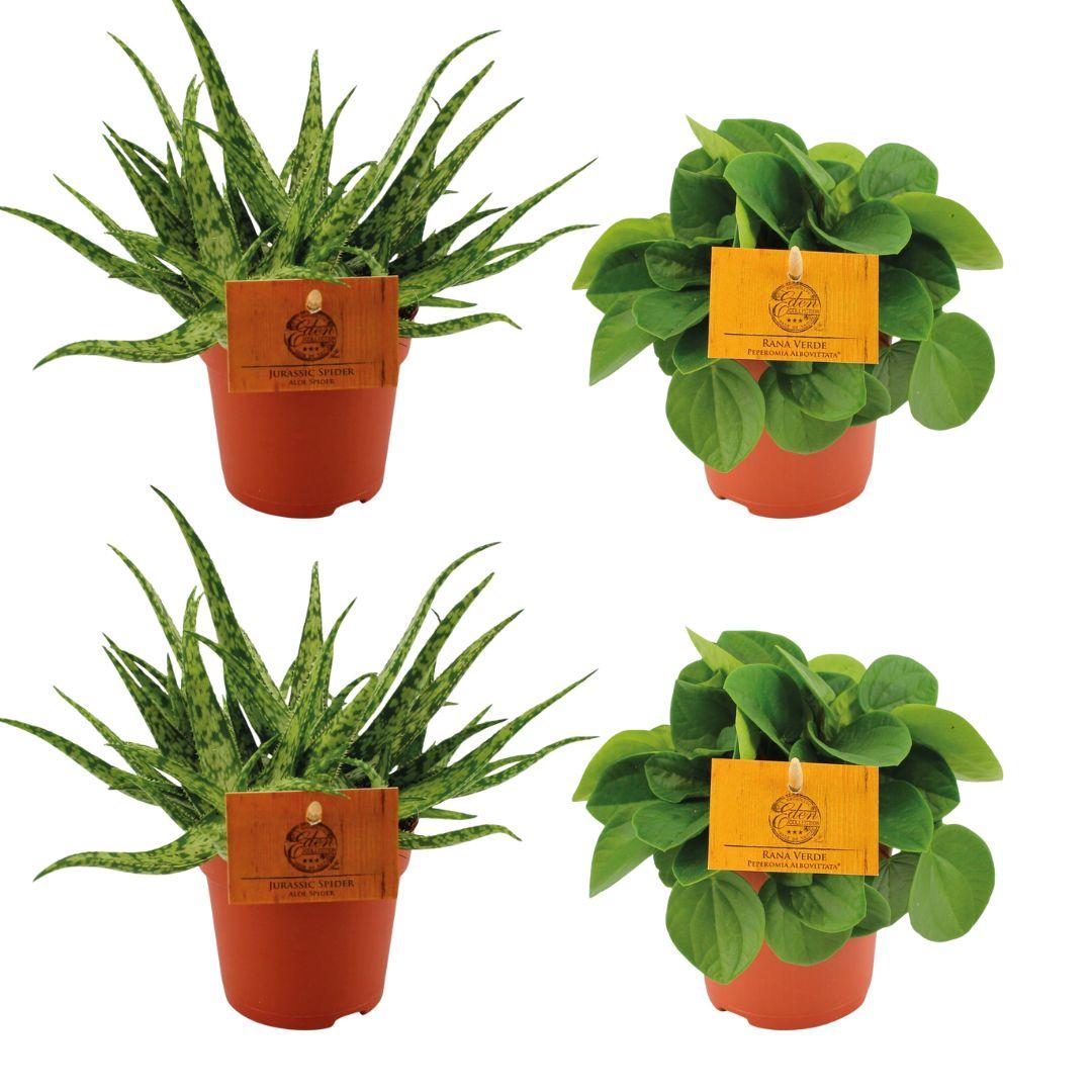 Zestaw 4 roślin doniczkowych – 2x Aloe Spider + 2x Peperomia Rana Verde – Doniczki Ø10,5cm – Wys. 10cm