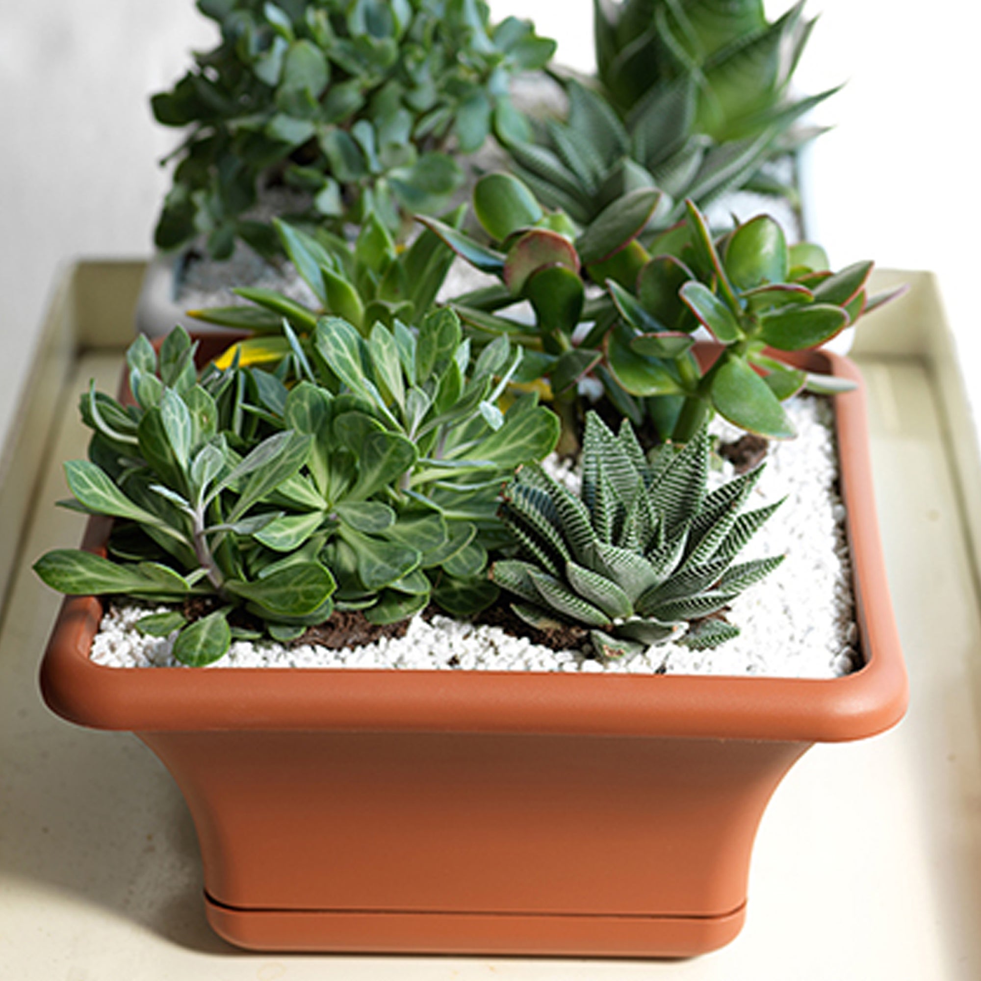 Art Plast -Pot de Fleurs carré 30 cm avec Soucoupe couleur Terra cuite. - 5