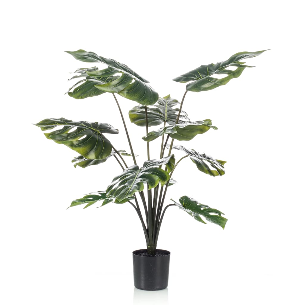 philodendron billietiae atabapoense Philodendron Brown Beauty (Florida Beauty x Billietiae x Atabapoense) 4”  Exact Plant