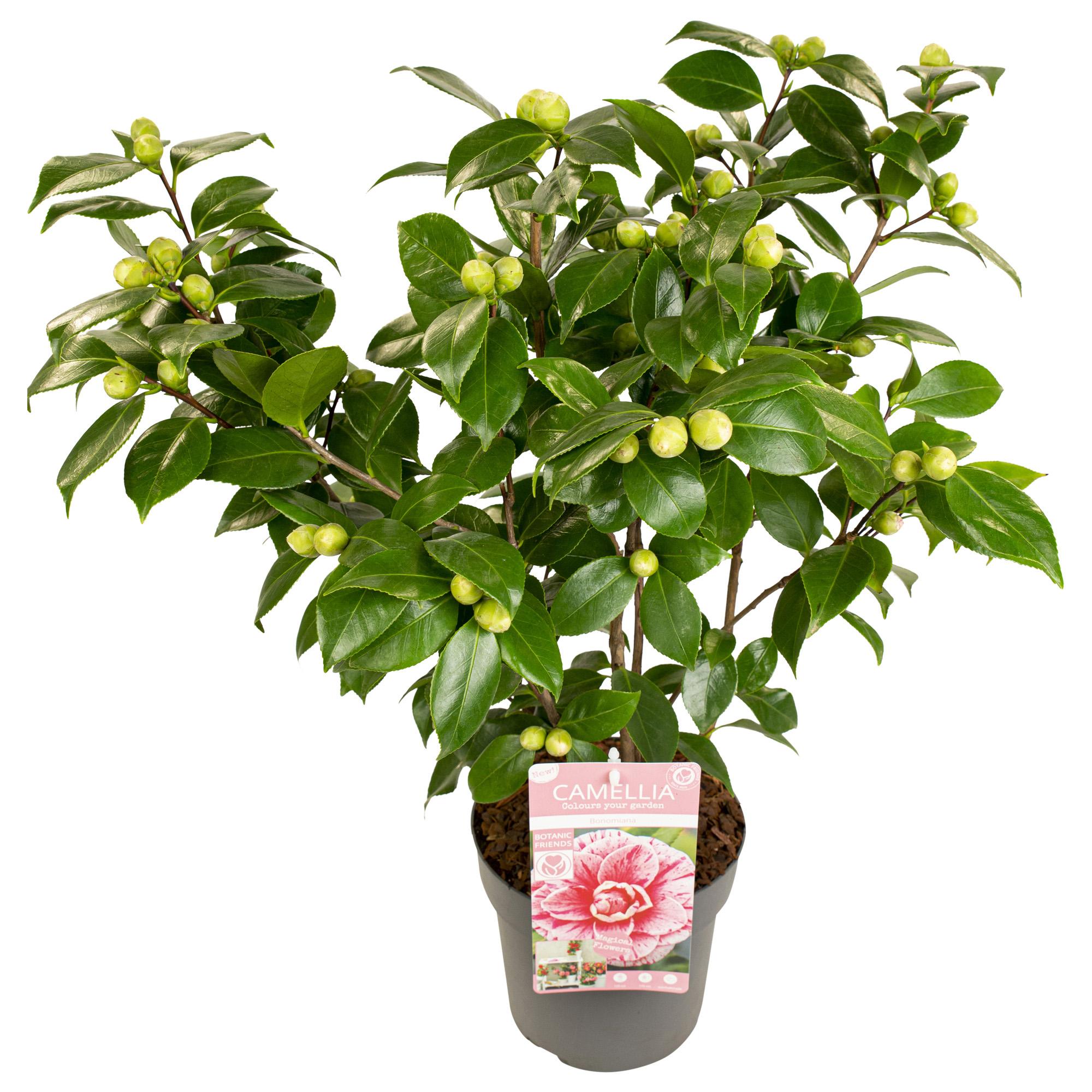 Camellia japonica 'Bonomiana' - Kamelia z podwójnymi różowymi kwiatami - Wys. 65cm - Doniczka Ø19cm