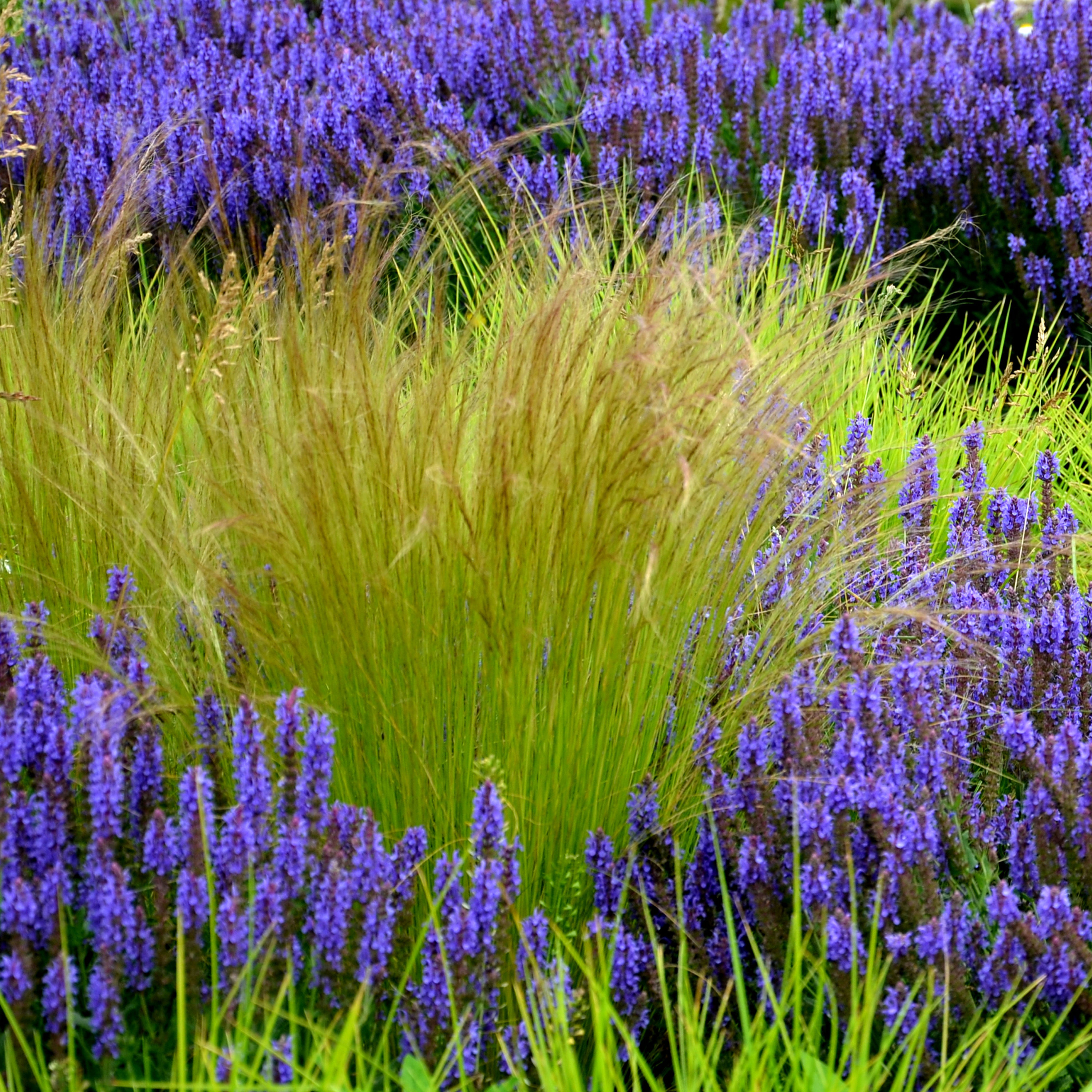 Lot de 3 - Stipa Tenuissima Ponytails - Herbe à plumes - H. 10-20 cm - P. 9x9 cm - 5