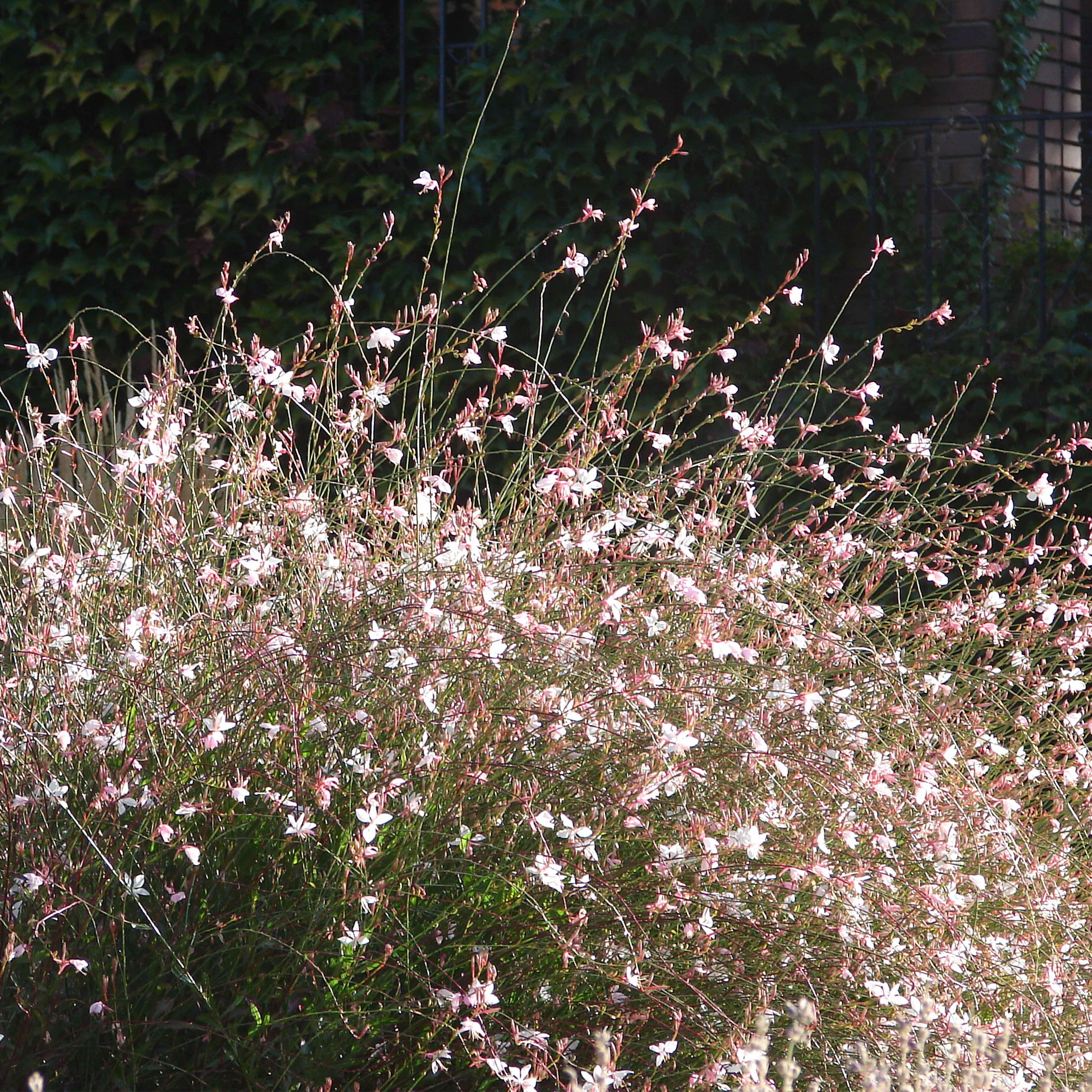 Lot de 3 - Gaura Lindheimeri - Gaura - Plantes de jardin - Rustique - H. 10-20 cm - P. 9x9 cm - 4