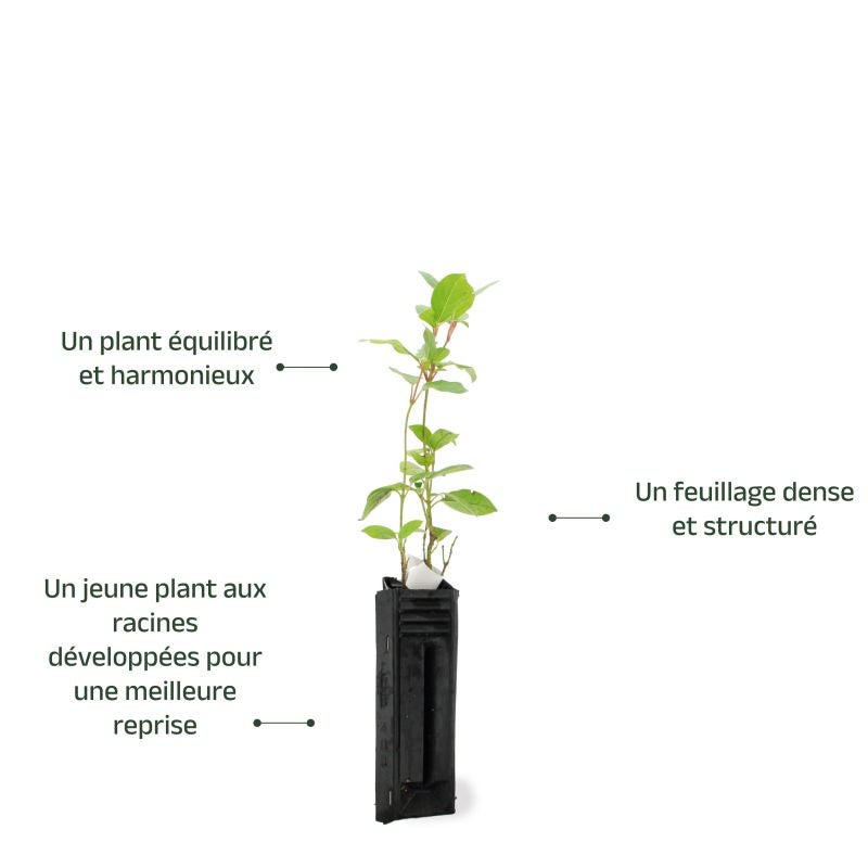 Laurier Tin (Viburnum tinus) - Godet - Taille 13/25cm - Pépinières Naudet - 3