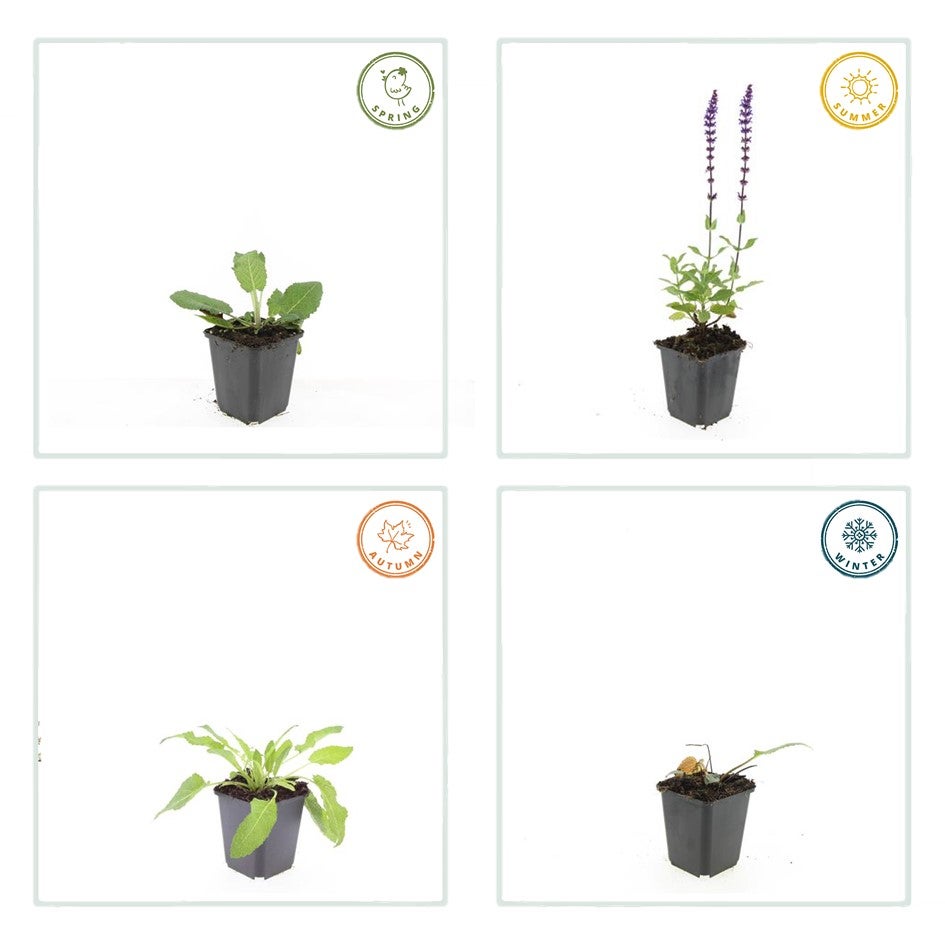 24x Plante Salvia nem. 'Mainacht' - ↕10-25cm (hauteur) - Ø9cm (diamètre)– ComfortXL Green - 6