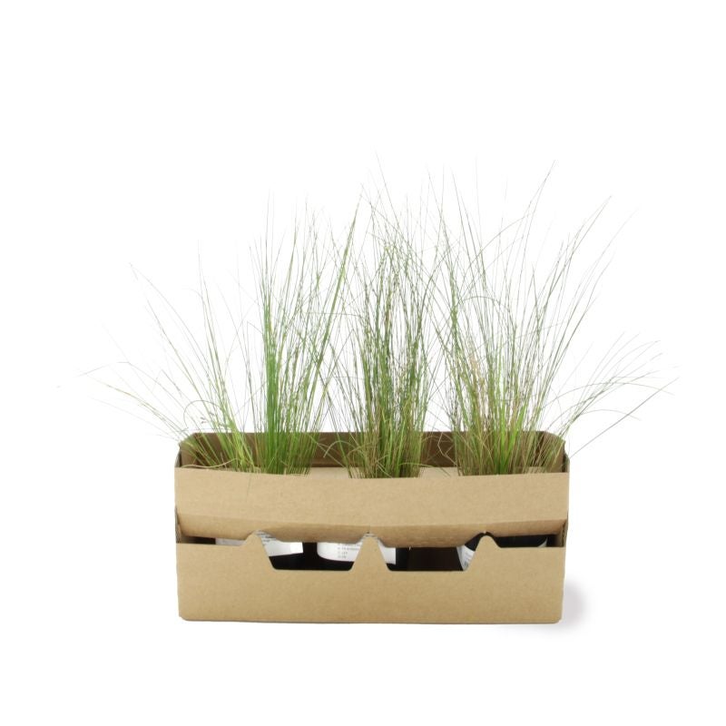 3 Cheveux d'Ange (Stipa Tenuifolia) - Lot de 3 graminées - Pépinières Naudet - 4