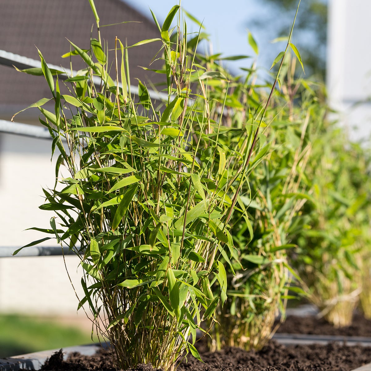 Lot de 3 - Fargesia rufa - Bambou non traçant - Persistant - 20-30 cm de haut - Pot 10 cm - 2