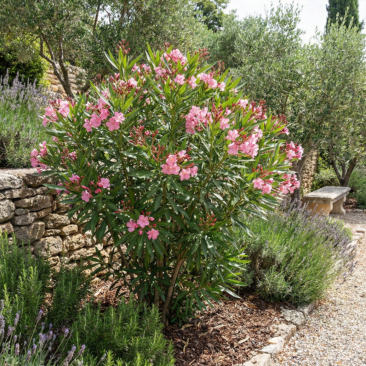 Laurier-rose (Nerium oleander) - Fleurs roses - Plantes jardin - Plantes terrasse - P. 26&nbsp;cm - 4