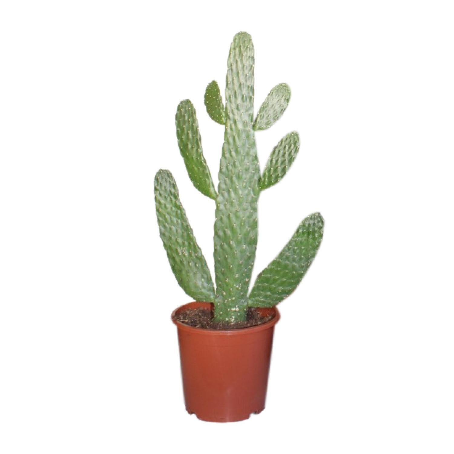Opuntia Consolea Kaktus - Roślina ozdobna doniczkowa - Ø17cm - ↕55cm