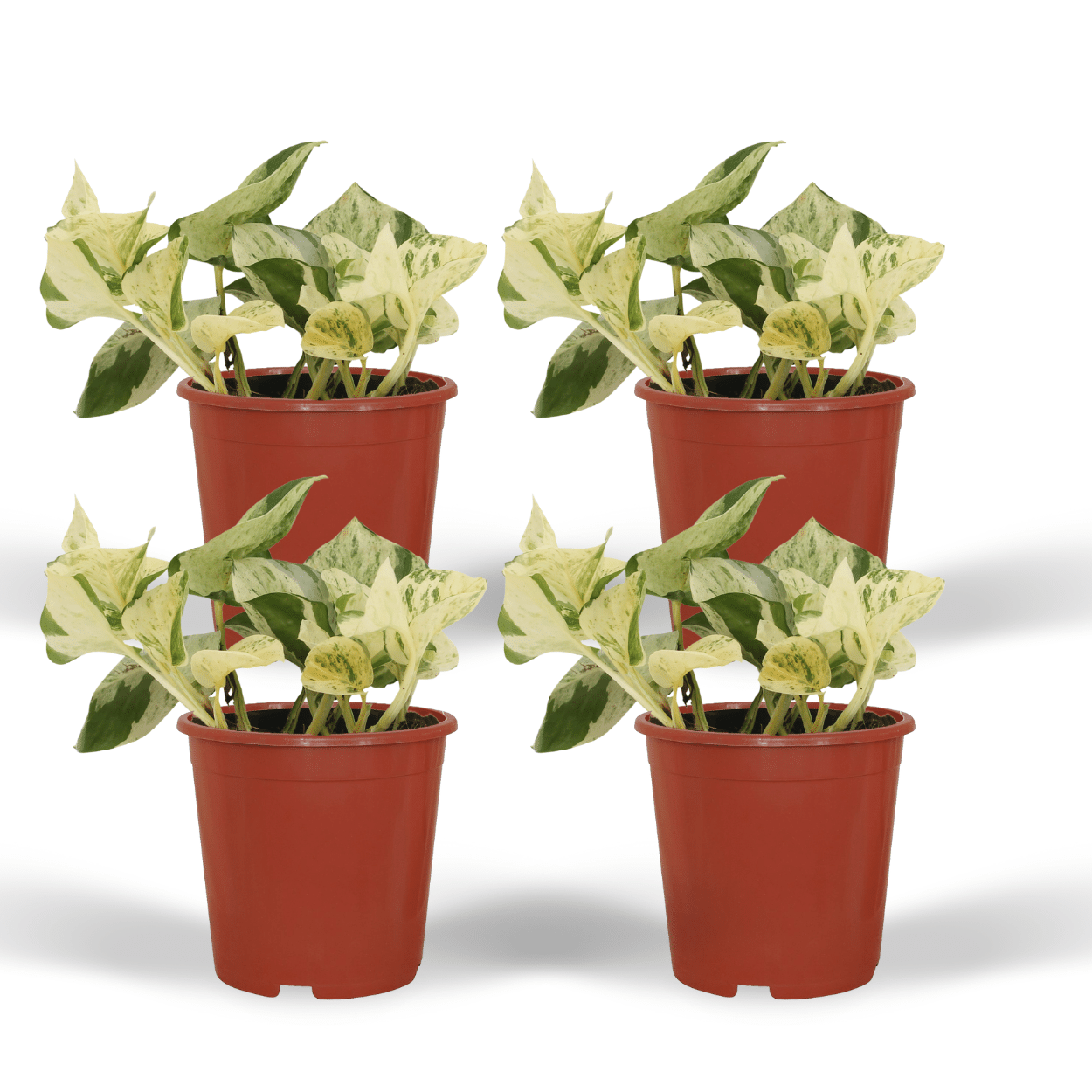 4x Epipremnum Happy Leaf - Scindapsus 12 cm - Liście zielone z żółtymi plamkami