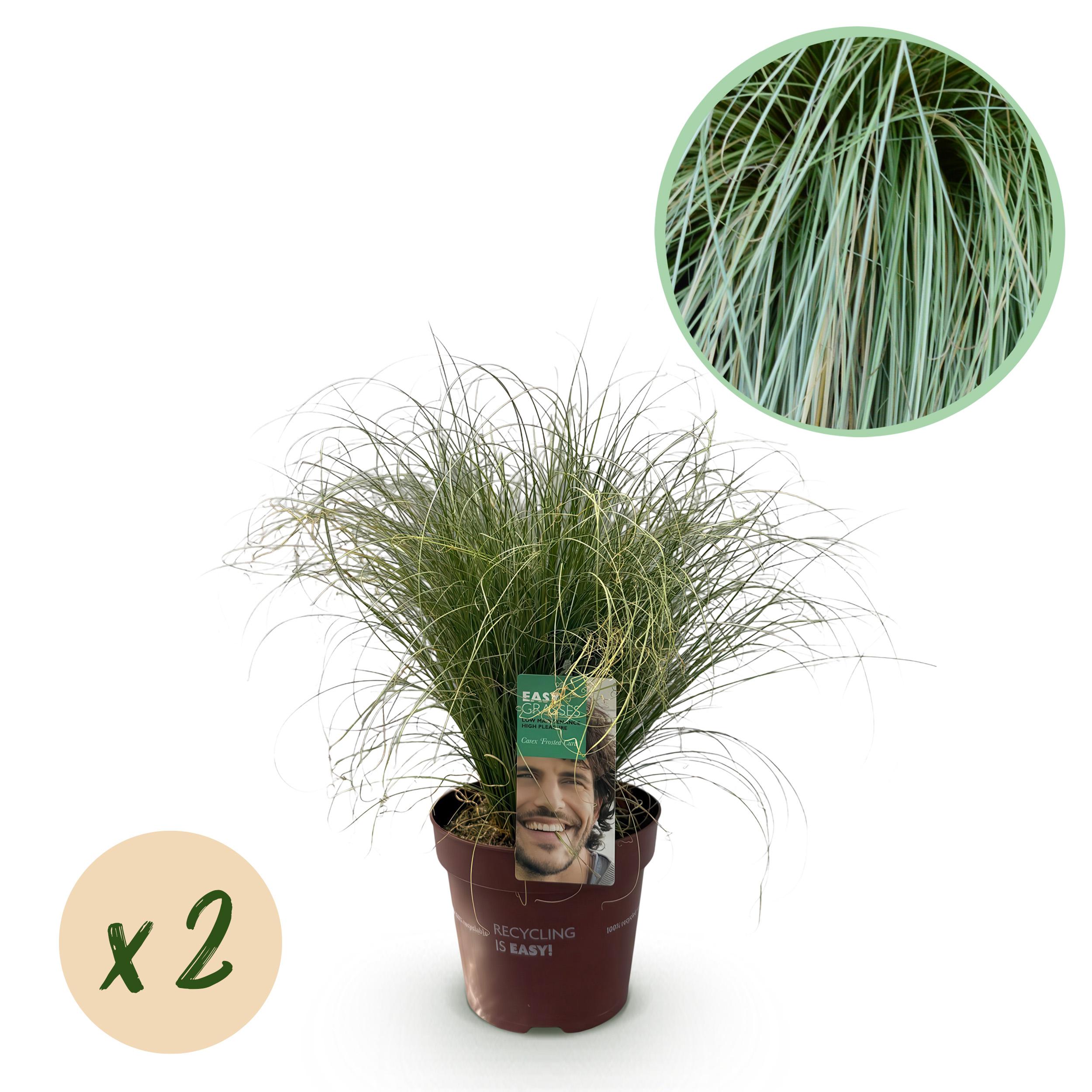 Carex comans Frosted Curls – Trawa ozdobna zielono-srebrna – Zimozielona – 2 rośliny – Doniczka 17 cm – Wysokość 50 cm