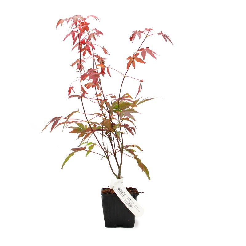 Érable du Japon 'Atropurpureum' (Acer palmatum 'Atropurpureum') - Godet 9cm - Taille 20/40cm - Pépinières Naudet - 2